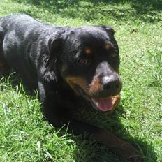 Rottweiler vaki