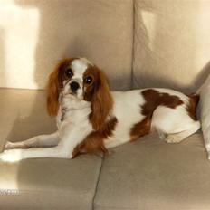 Cavalier king charles spaniel Gaia - Aadalens 