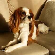 Cavalier king charles spaniel Gaia - Aadalens 