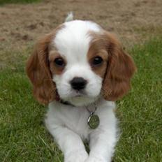 Cavalier king charles spaniel Gaia - Aadalens 