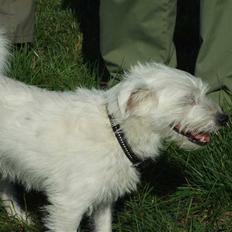 Blanding af racer jack Død d.18/12-10 :´(