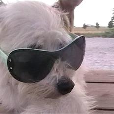 Blanding af racer jack Død d.18/12-10 :´(