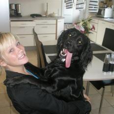 Kleiner münsterländer Bølle <3