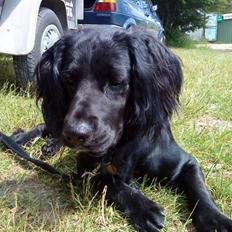 Kleiner münsterländer Bølle <3