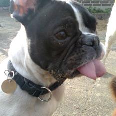 Fransk bulldog Gizmo † 2011