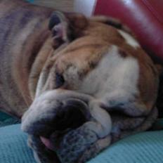 Engelsk bulldog Trunte