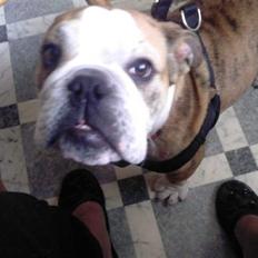 Engelsk bulldog Trunte