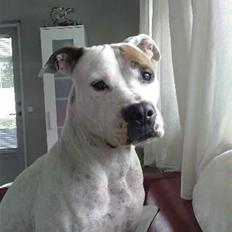 Amerikansk bulldog Mille