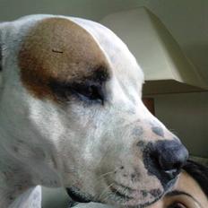 Amerikansk bulldog Mille