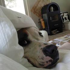 Amerikansk bulldog Mille