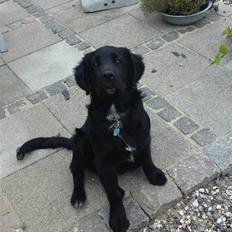 Blanding af racer Bølle