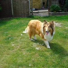 Collie langhåret santos