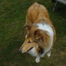 Collie langhåret santos