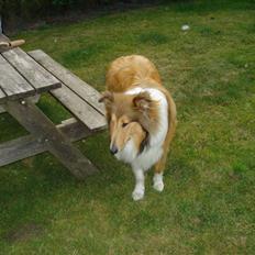 Collie langhåret santos