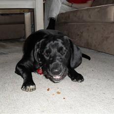 Blanding af racer (lab/ Kl. mü. lä.) Freja