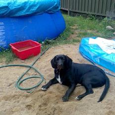 Blanding af racer (lab/ Kl. mü. lä.) Freja