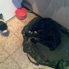 Blanding af racer (lab/ Kl. mü. lä.) Freja