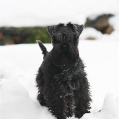 Dvaergschnauzer Snavs