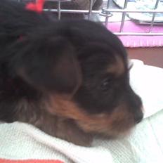 Yorkshire terrier Sally