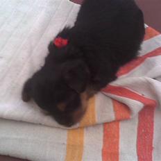 Yorkshire terrier Sally