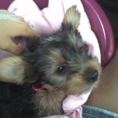 Yorkshire terrier Sally