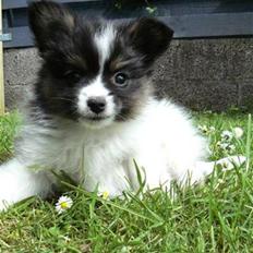 Papillon Oddenvejen.DK's Justin