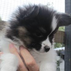 Papillon Oddenvejen.DK's Justin