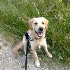 Golden retriever Molly