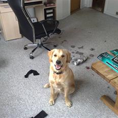 Golden retriever Molly