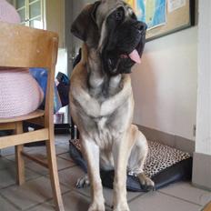 Mastiff Georg
