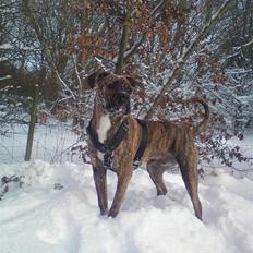Blanding af racer R.I.P. Boddy