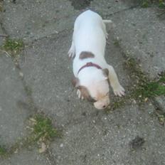 Amerikansk bulldog PRIMO