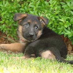 Schæferhund Plys' Canja ( solgt )