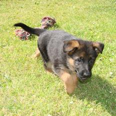 Schæferhund Plys' Canja ( solgt )