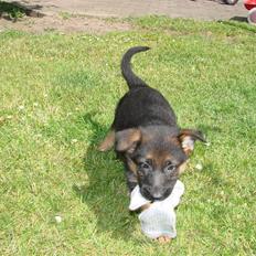 Schæferhund Plys' Canja ( solgt )