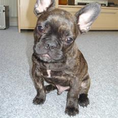 Fransk bulldog Anton