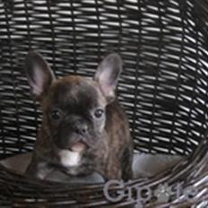 Fransk bulldog Anton