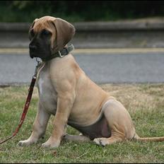 Grand danois Selmalda Too Funky