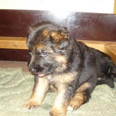 Schæferhund Slottet´s Scramp