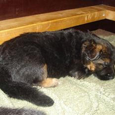 Schæferhund Slottet´s Scramp