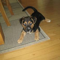 Blanding af racer Rollo