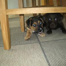 Blanding af racer Rollo