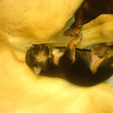 Blanding af racer Rollo