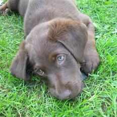 Blanding af racer Aya