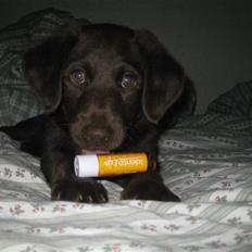 Blanding af racer Aya