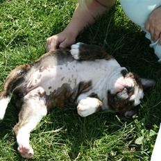 Engelsk bulldog Sweet Lady Brad aka. Lady