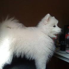 Japansk spids Fnuggi