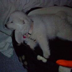 Japansk spids Fnuggi