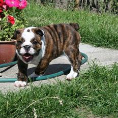 Engelsk bulldog Sweet Lady Brad aka. Lady