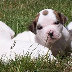 Amerikansk bulldog Kettner´s Genie R.I.P